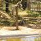 Ilha dos Lémures no Badoca Safari Park