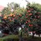 Laranjeira (Orange-Tree)